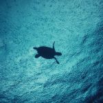 stc-id0063-snorkelear-en-colombia-palancar-y-el-cielo-desde-playa-tortugas-07