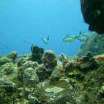 stc-id0029-discover-scuba-diving-1-tank-at-cozumel-starting-from-cancun-06