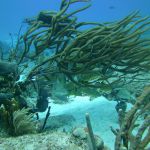stc-id0031-discover-scuba-diving-1-tank-at-cozumel-starting-from-riviera-maya-04