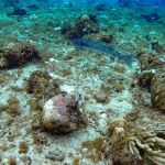 stc-id0075-double-reef-snorkel-el-cielo-and-playa-mia-by-catamaran-at-cozumel-starting-from-riviera-maya-06