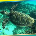 stc-id0075-double-reef-snorkel-el-cielo-and-playa-mia-by-catamaran-at-cozumel-starting-from-riviera-maya-07