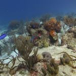 stc-id0027-discover-scuba-diving-1-tank-at-cozumel-starting-from-playa-del-carmen-08