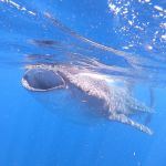stc-id0165-whaleshark-adventure-around-isla-mujeres-from-cozumel-10
