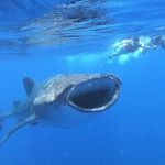 stc-id0165-whaleshark-adventure-around-isla-mujeres-from-cozumel-13