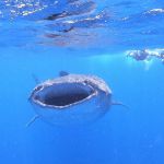 stc-id0165-aventura-con-tiburon-ballena-en-isla-mujeres-desde-cozumel-01