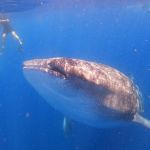 stc-id0165-aventura-con-tiburon-ballena-en-isla-mujeres-desde-cozumel-02
