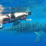stc-id0165-aventura-con-tiburon-ballena-en-isla-mujeres-desde-cozumel-04