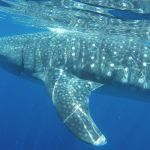 stc-id0165-aventura-con-tiburon-ballena-en-isla-mujeres-desde-cozumel-05