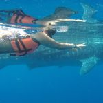 stc-id0165-aventura-con-tiburon-ballena-en-isla-mujeres-desde-cozumel-06