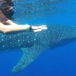 stc-id0165-aventura-con-tiburon-ballena-en-isla-mujeres-desde-cozumel-07