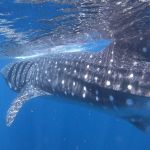 stc-id0165-aventura-con-tiburon-ballena-en-isla-mujeres-desde-cozumel-09