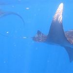 stc-id0165-aventura-con-tiburon-ballena-en-isla-mujeres-desde-cozumel-12