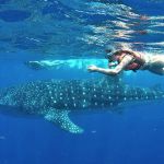 stc-id0165-aventura-con-tiburon-ballena-en-isla-mujeres-desde-cozumel-cover