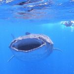 stc-id0177-whale-shark-adventure-from-cancun-00-cover