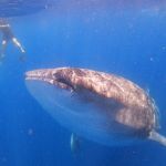 stc-id0177-whale-shark-adventure-from-cancun-03