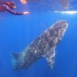 stc-id0177-whale-shark-adventure-from-cancun-04