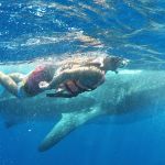 stc-id0177-whale-shark-adventure-from-cancun-05
