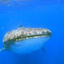 STC-ID0167-_whale-shark-adventure-from-playa-del-carmen-02_original