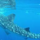 STC-ID0167-_whale-shark-adventure-from-playa-del-carmen-03_original