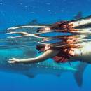 STC-ID0167-_whale-shark-adventure-from-playa-del-carmen-06_original