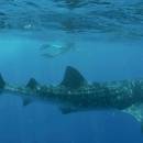 STC-ID0167-_aventura-con-tiburones-ballena-desde-playa-del-carmen-00-portada_original