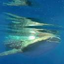 STC-ID0167-_aventura-con-tiburones-ballena-desde-playa-del-carmen-01_original