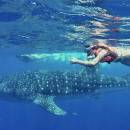 STC-ID0167-_aventura-con-tiburones-ballena-desde-playa-del-carmen-04_original