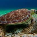 stc-id0281-santuario-de-tortugas-y-el-cielo-en-catamaran-poseidon-04_original